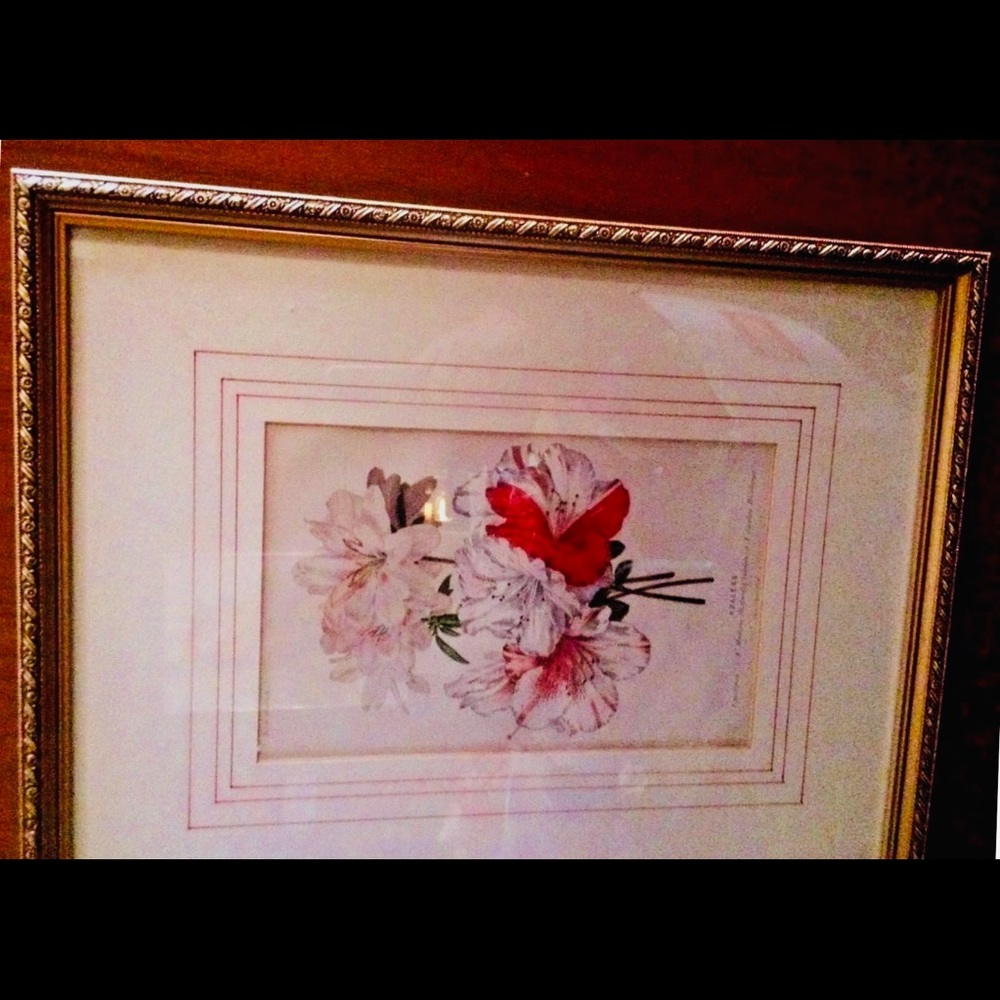 Antique Hand Colored Botanical Print Azaleas - Picture 11 of 15